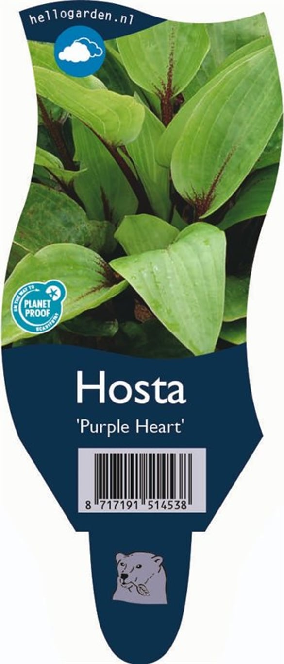 Hosta 'Purple Heart' - P11